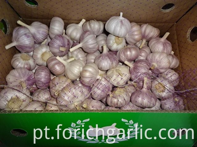 Normal White Garlic